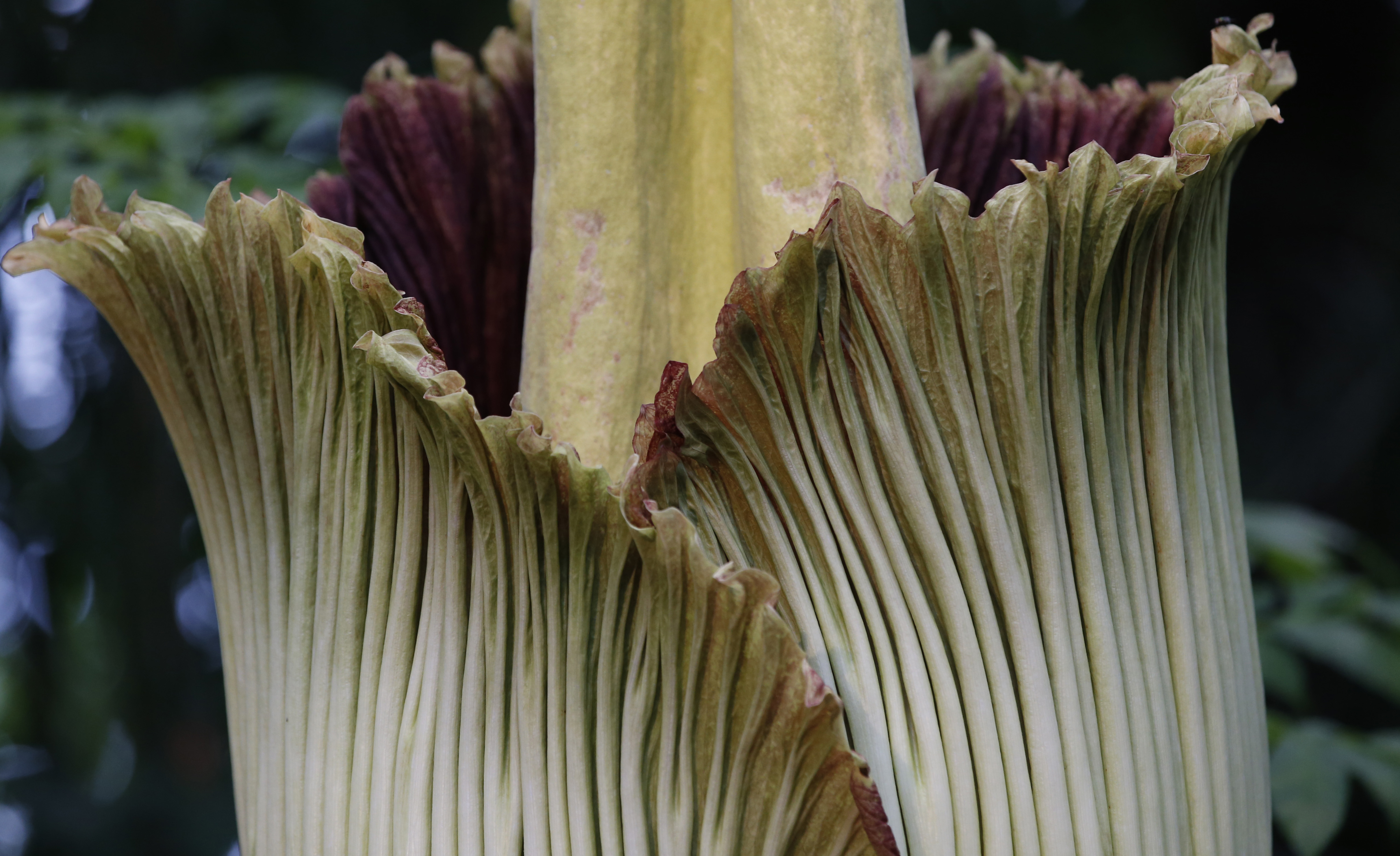 Corpse Flower