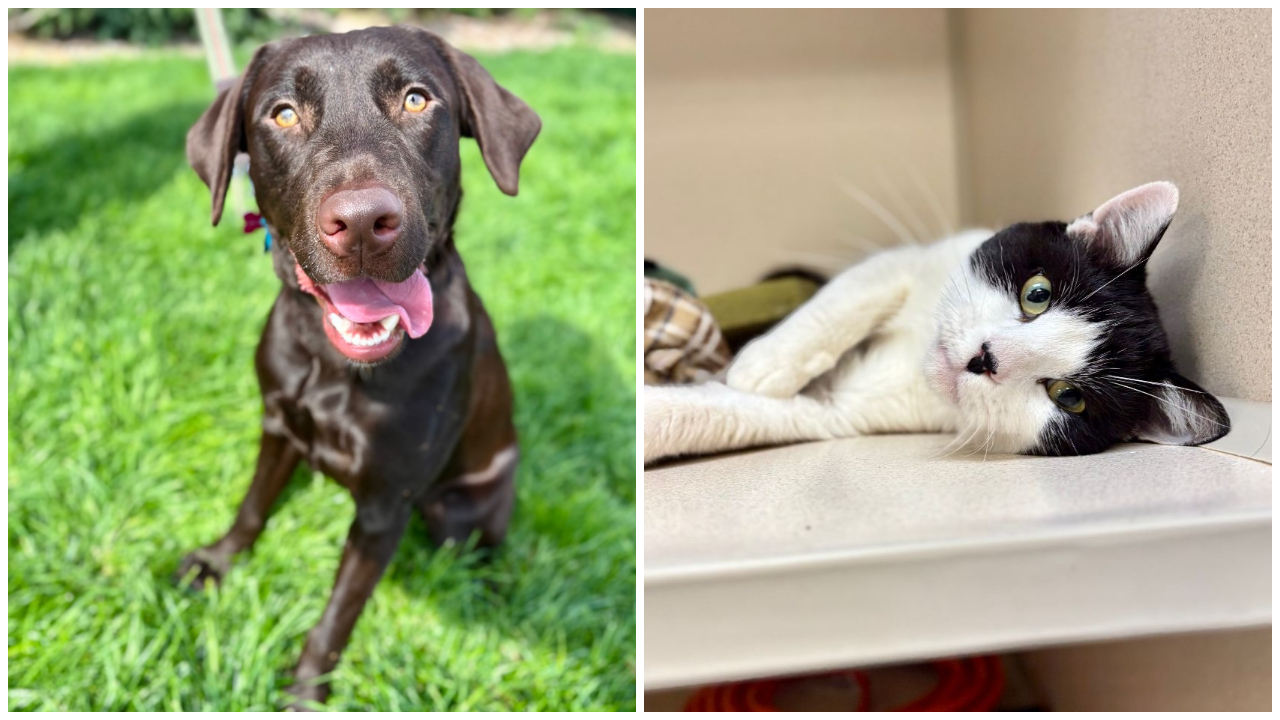 Pets Of The Week: Tika and Chip Chip