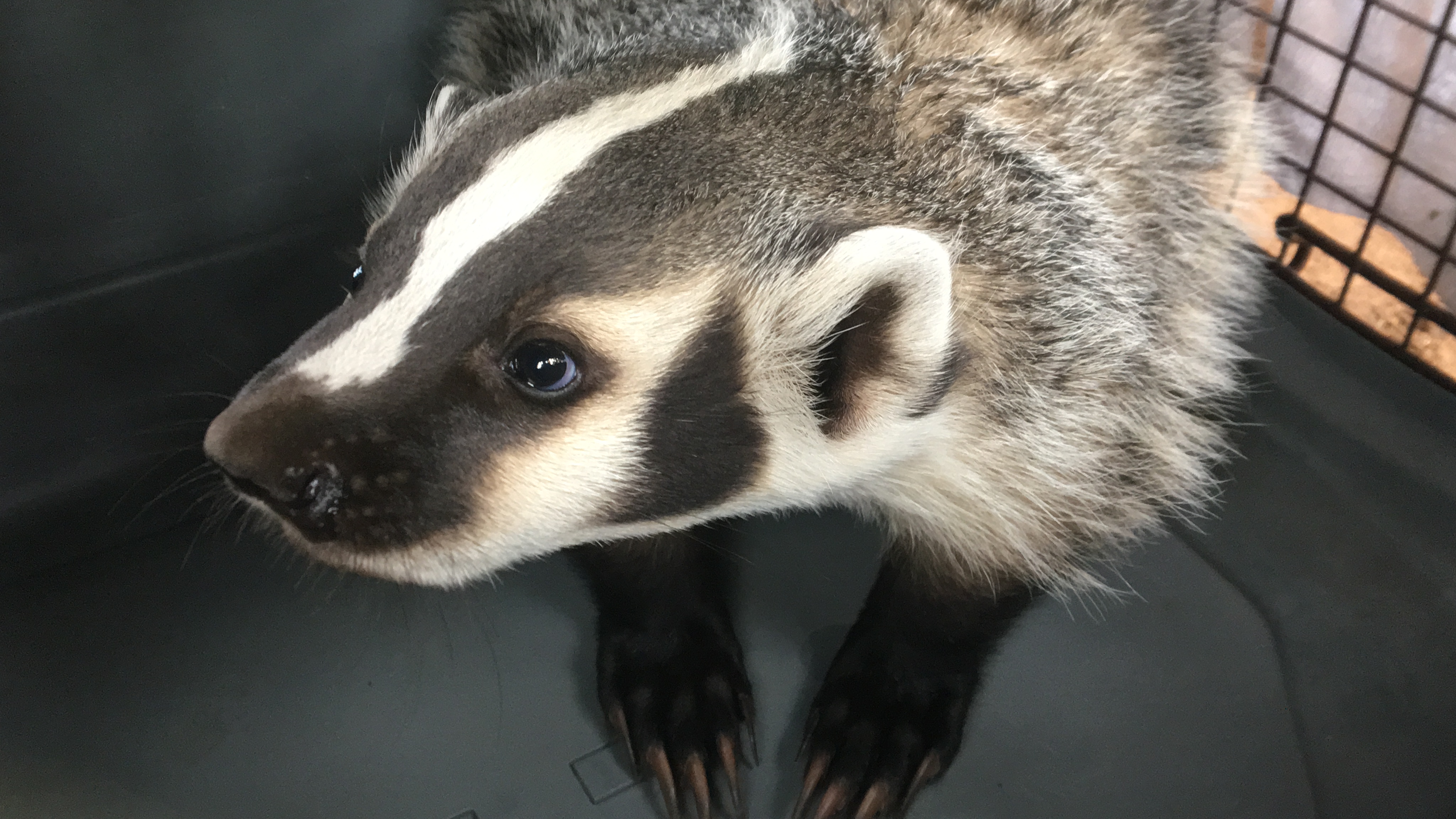 Badger Orphan #19-130 is moved to outside enclosure April 30, 2019
