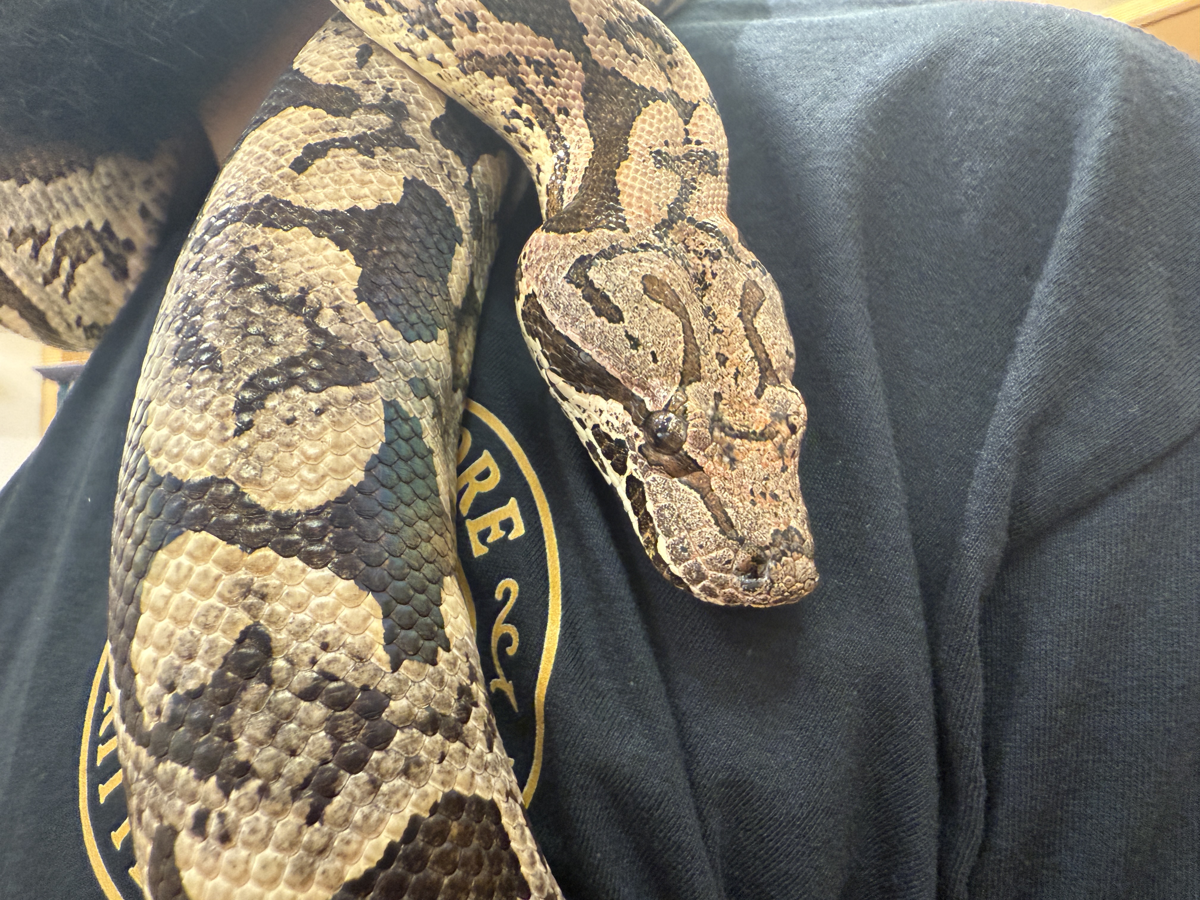 Baltimore Critter Society snake.JPEG