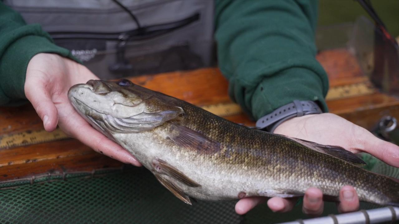 Michigan DNR surveys the Flat River