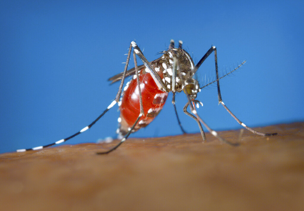 Mosquito Extermination