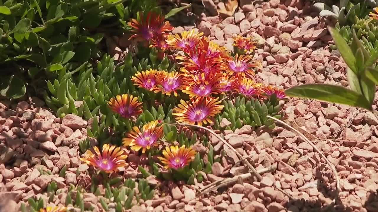 Water wise plants