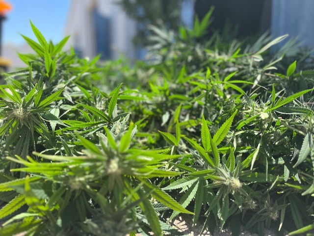 POT MARIJUANA MCSO BUST .jpg