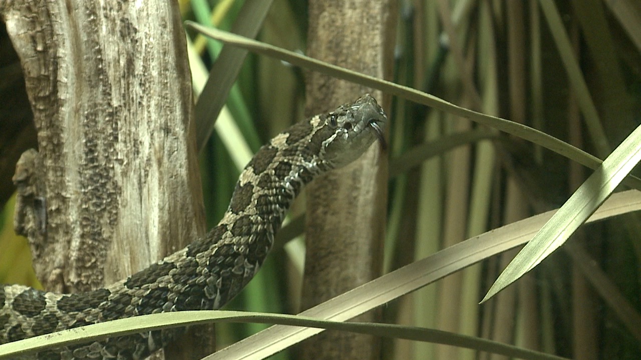 michigan rattle snake.jpg
