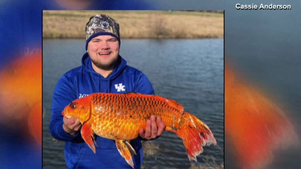 WPTV-GIANT-GOLDFISH.jpg