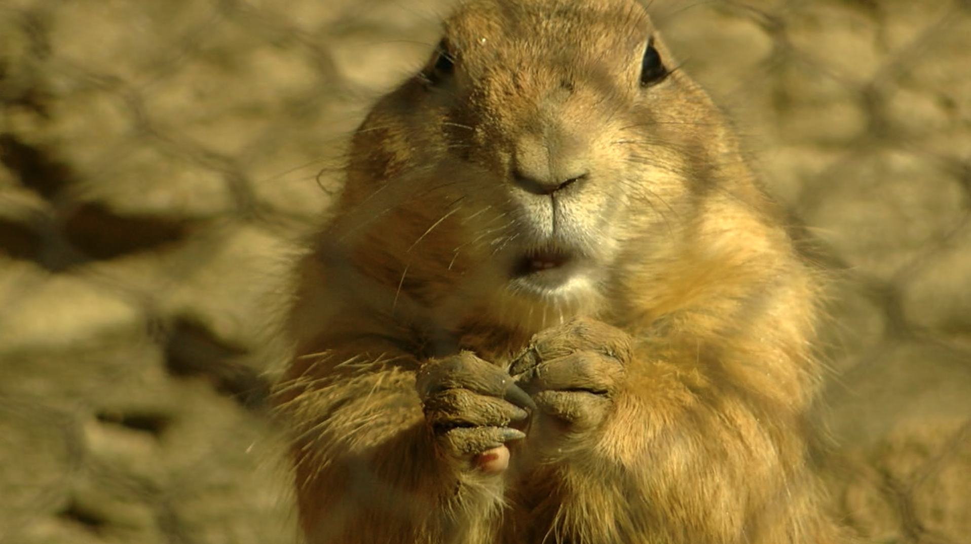 Prairie Dog at San Diego Zoo Wildlife Explorers Basecamp