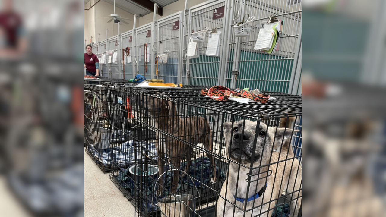 Aggieland Humane Society at critical capacity