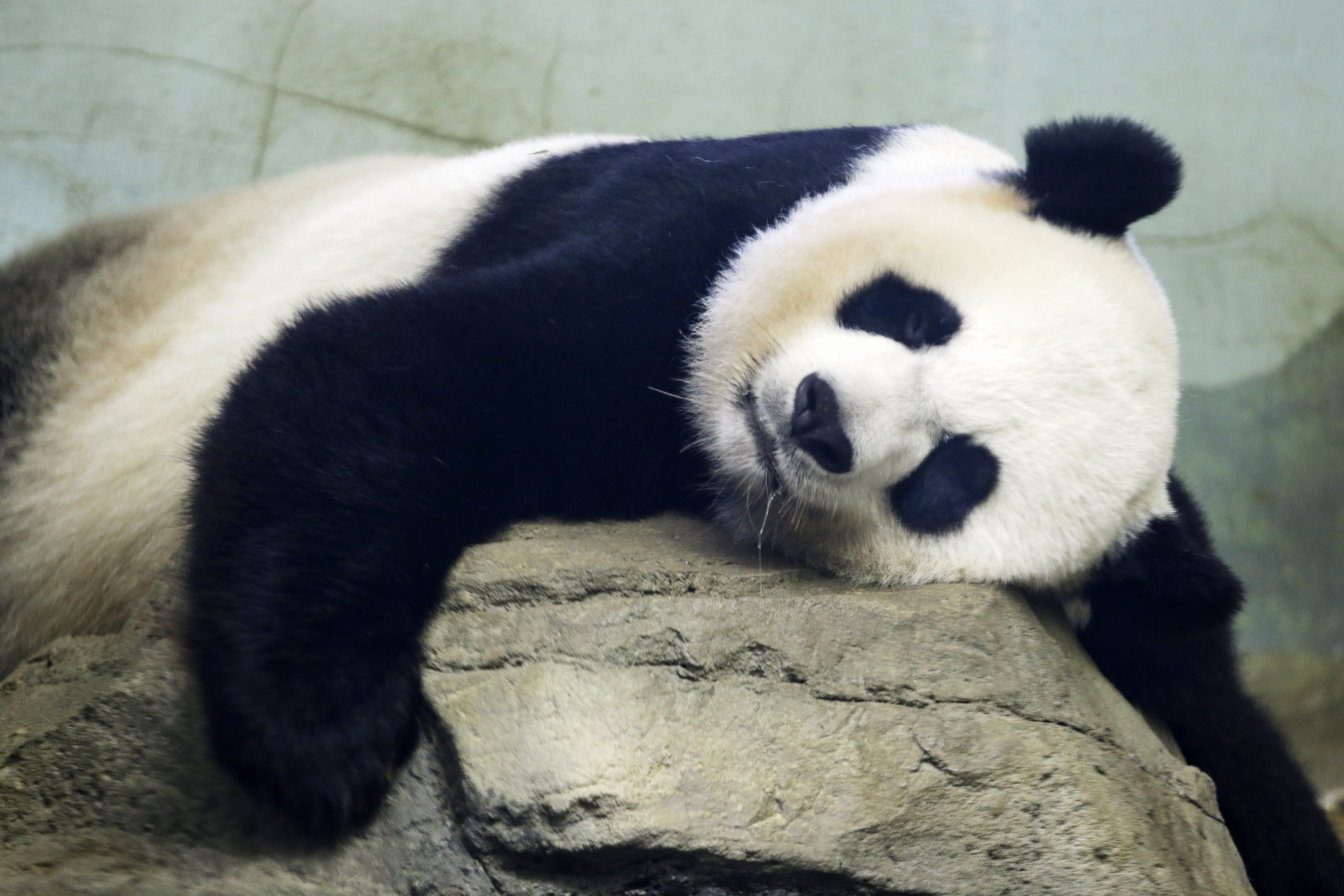 National Zoo awaits birth of pandemic panda cub; 'We totally need this joy'