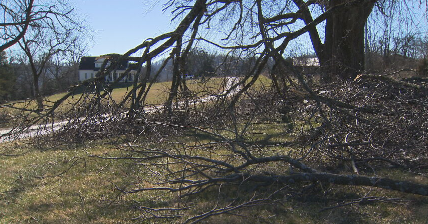 Tree trimming scam concerns