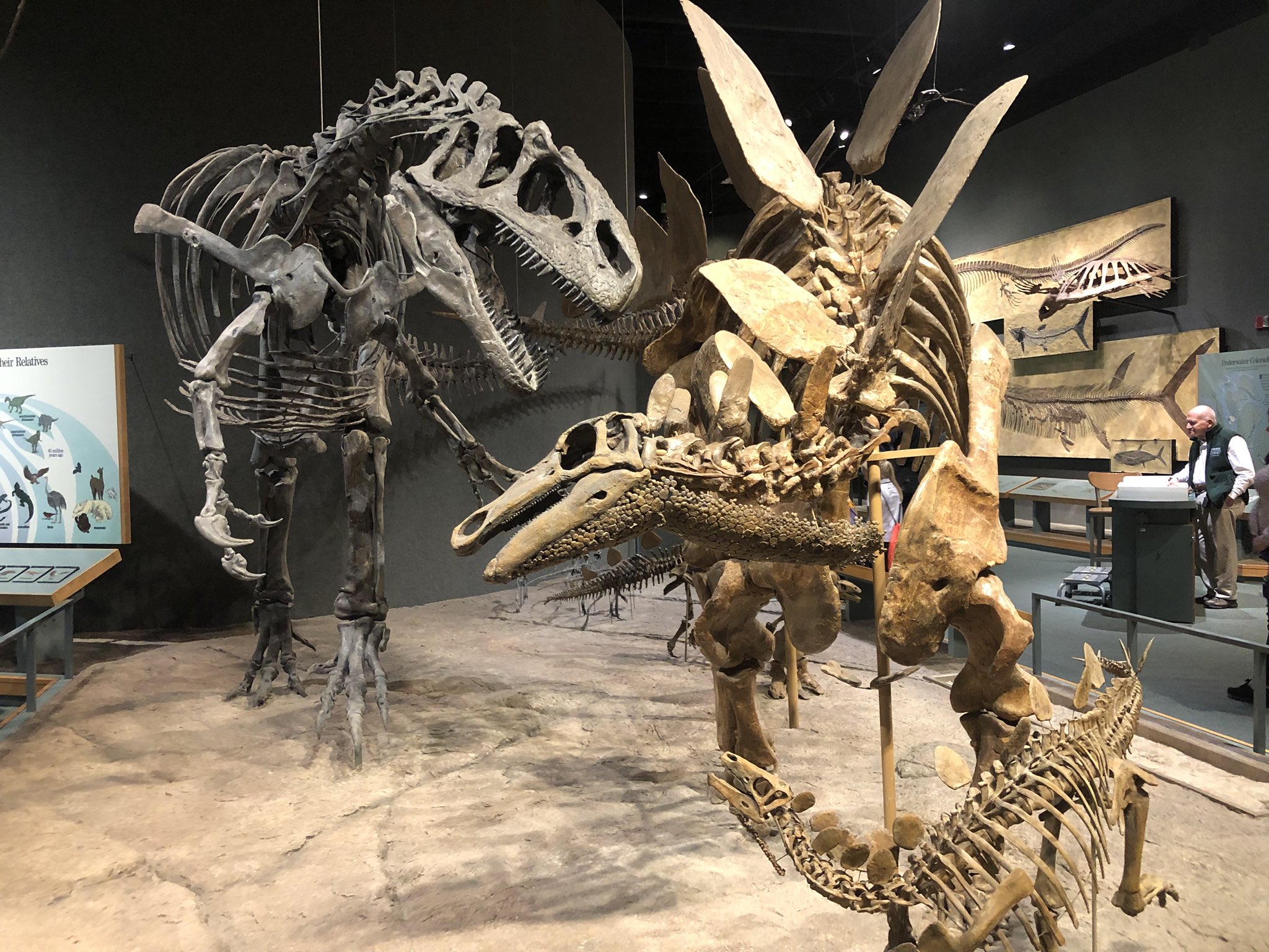 Dinosaur exhibit at Denver Museum of Nature & Science 