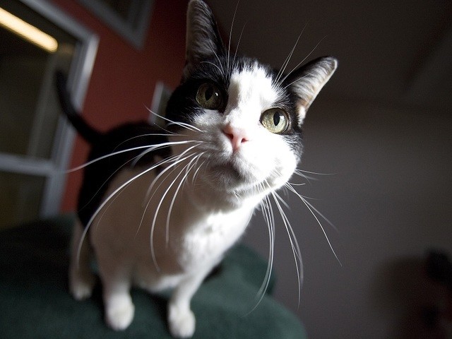 Michigan animal shelters saved 91% of cats, dogs in 2019 - Vimarsana News