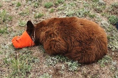 bear-eastern-plains.jpeg