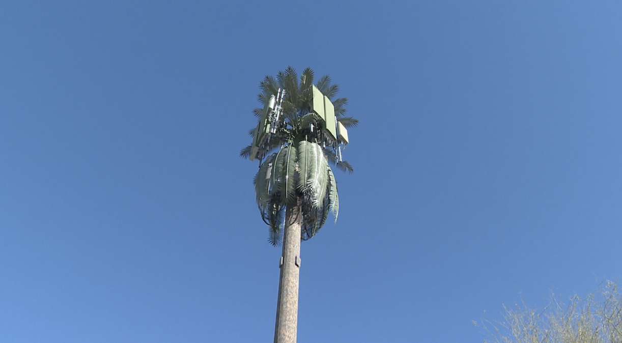 cell tower palm tree