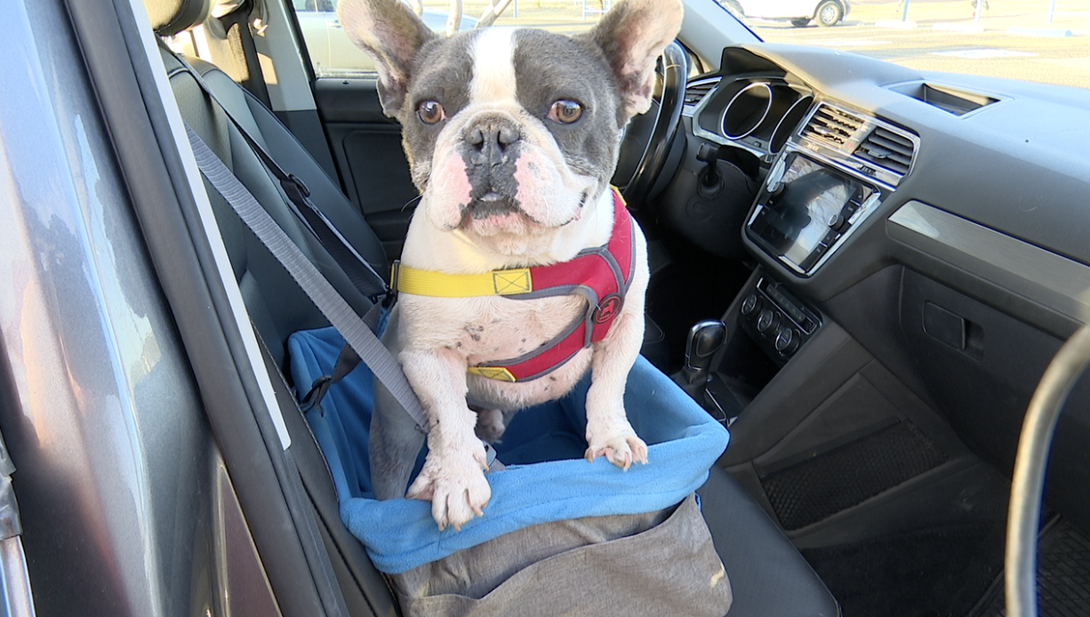 Dog 'Compton' from Little Lotus Rescue & Sanctuary