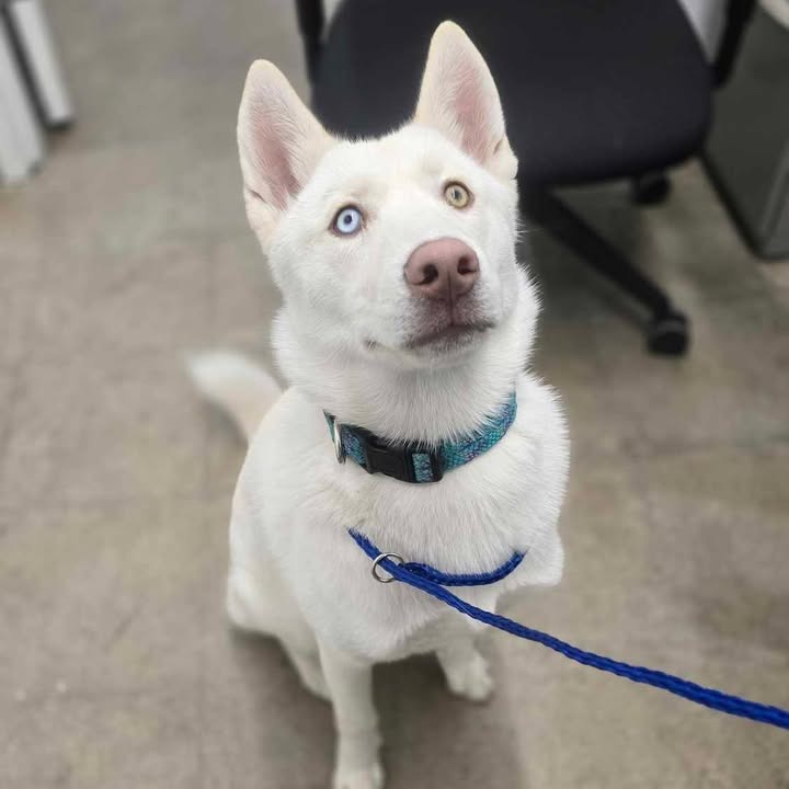 Pet Adoption Tuesday: Meet Apple from the Humane Society of West Michigan!