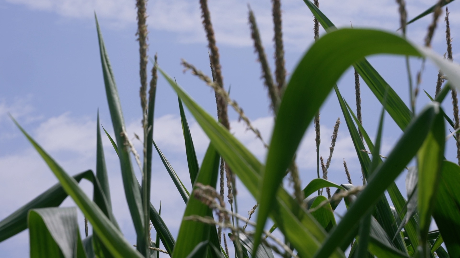 Corn sweat