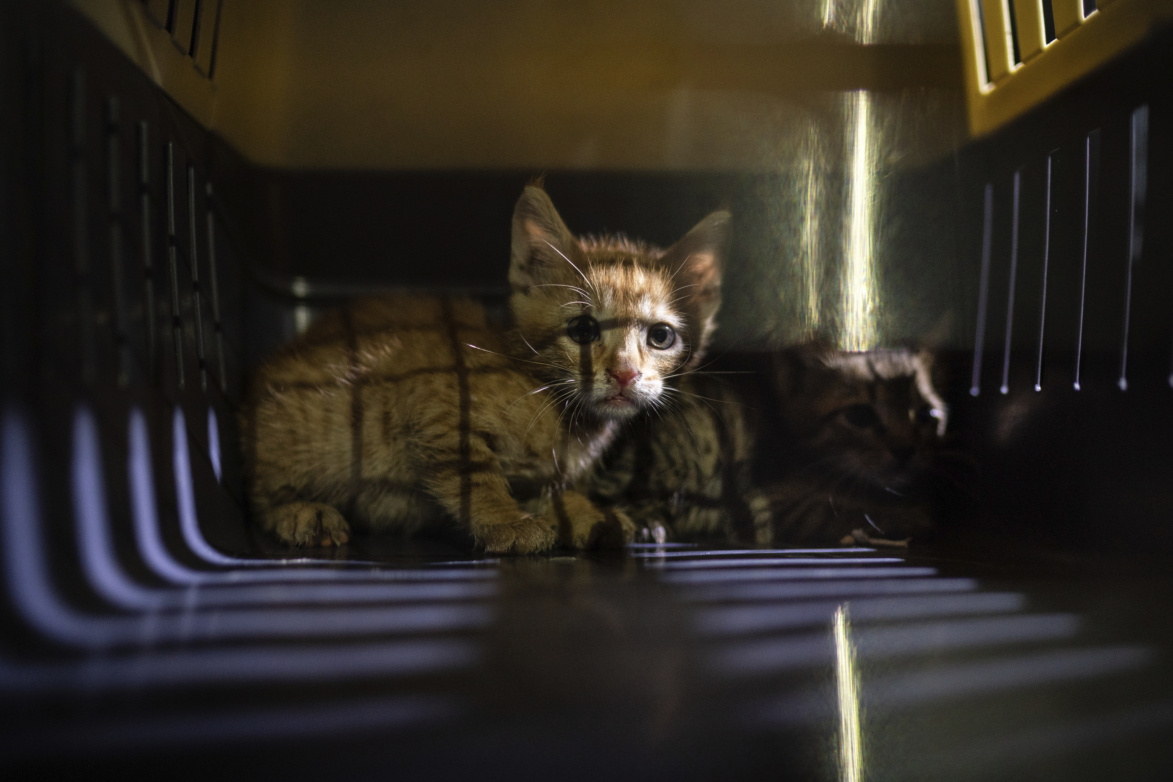Western Michigan group planning no-kill animal shelter