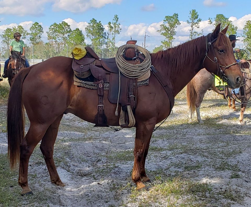 Collier County mounted Hondo.jpg