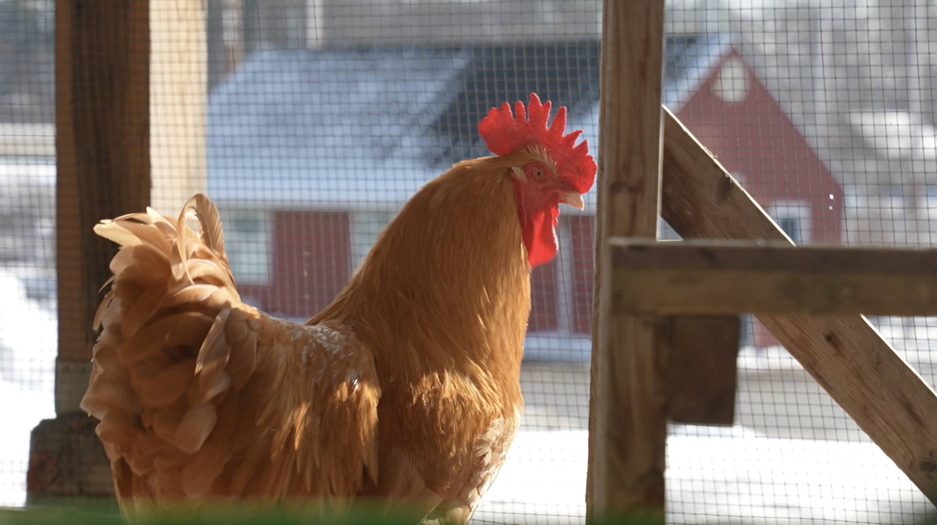egg shortage leading to buying chickens