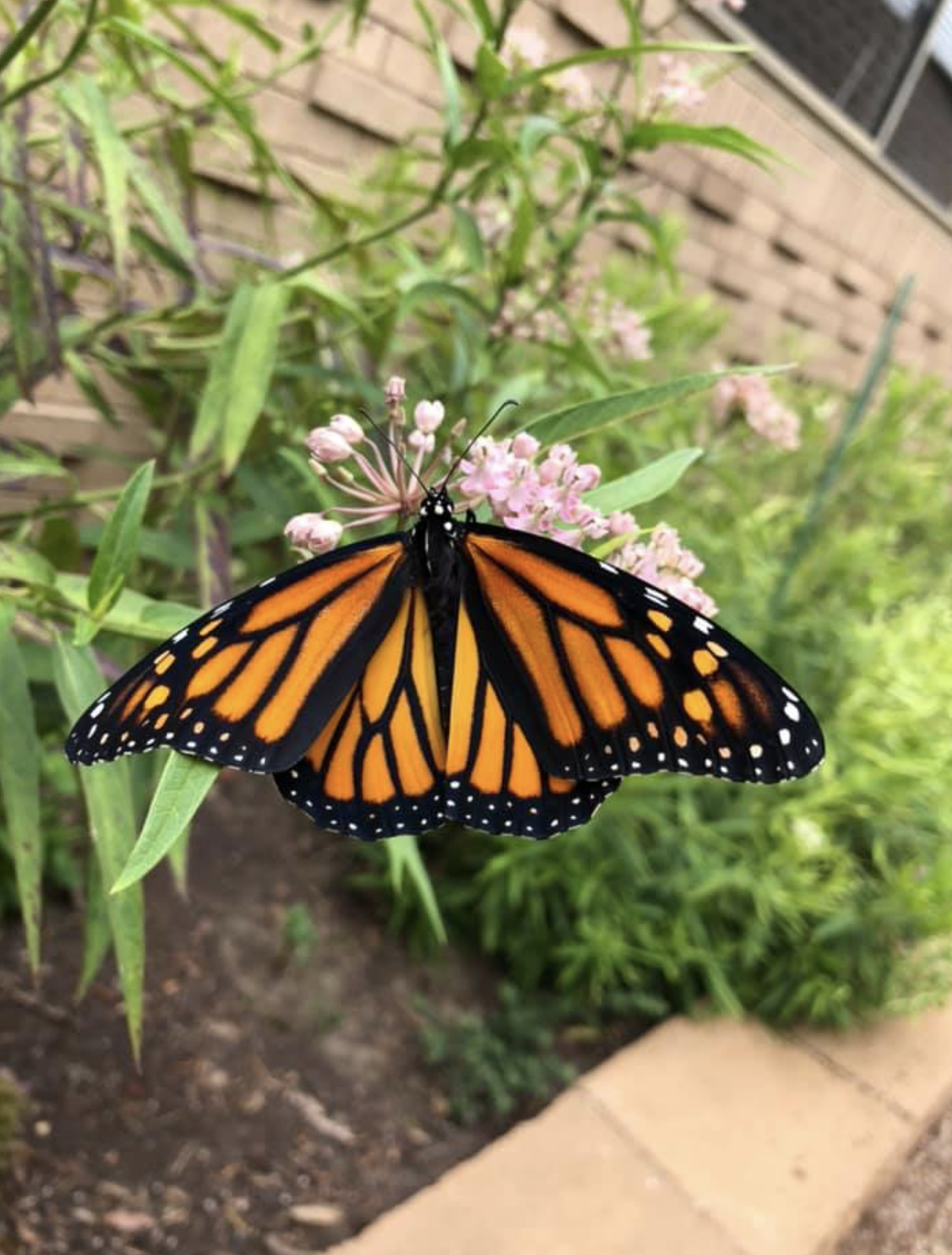 Monarch Butterfly
