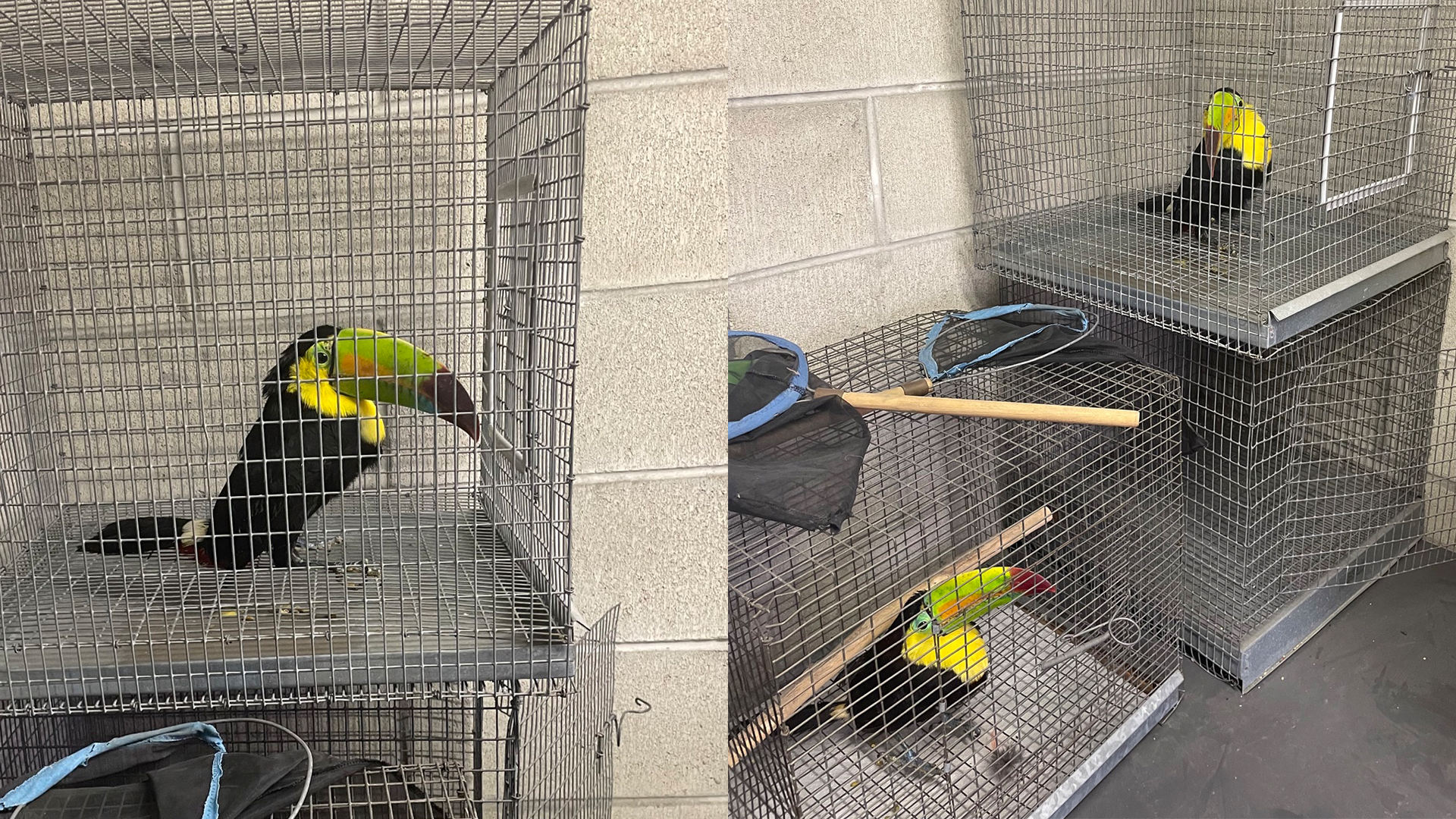 Toucans seized by border patrol.png