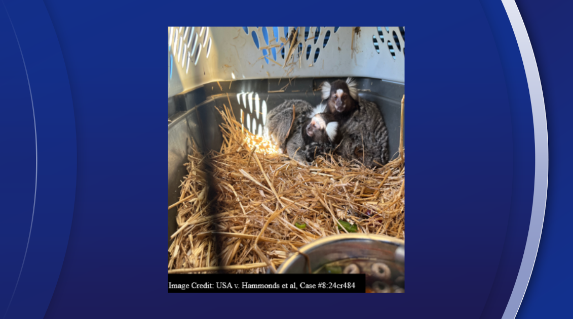 Florida man known as 'The Monkey Whisperer' sentenced to prison for trafficking exotic wildlife