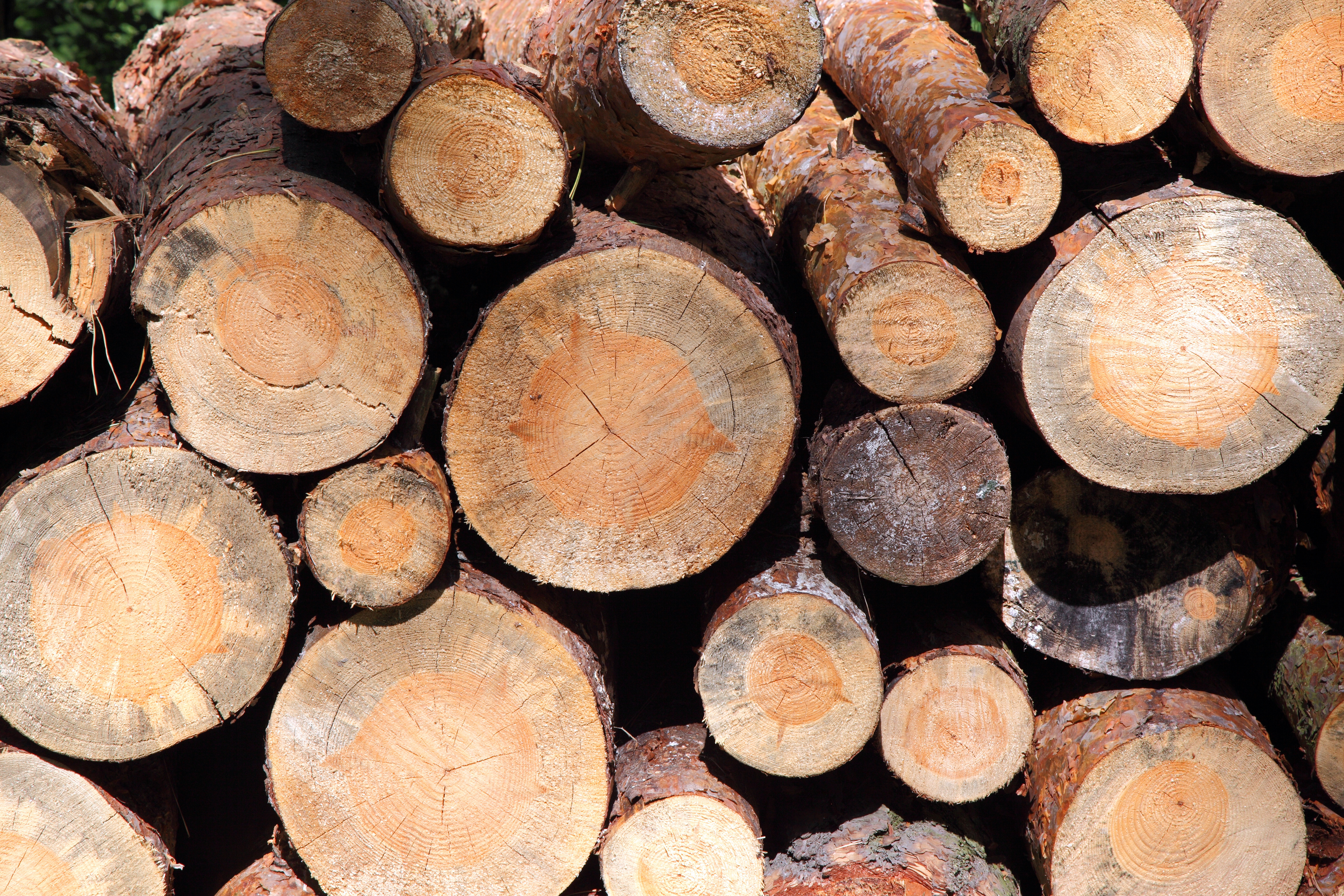 Generic lumber, wood, cut-down trees