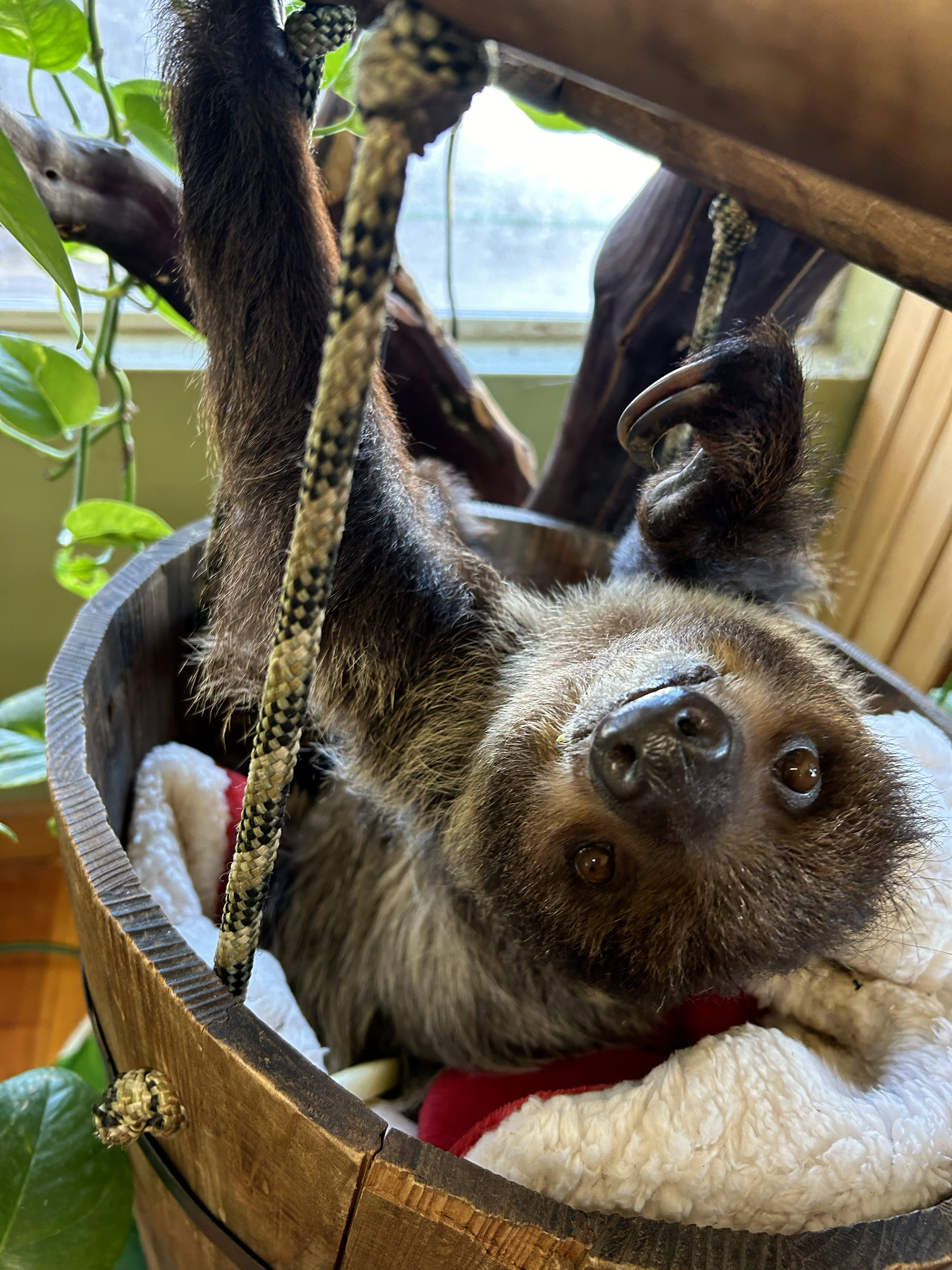 Sloth