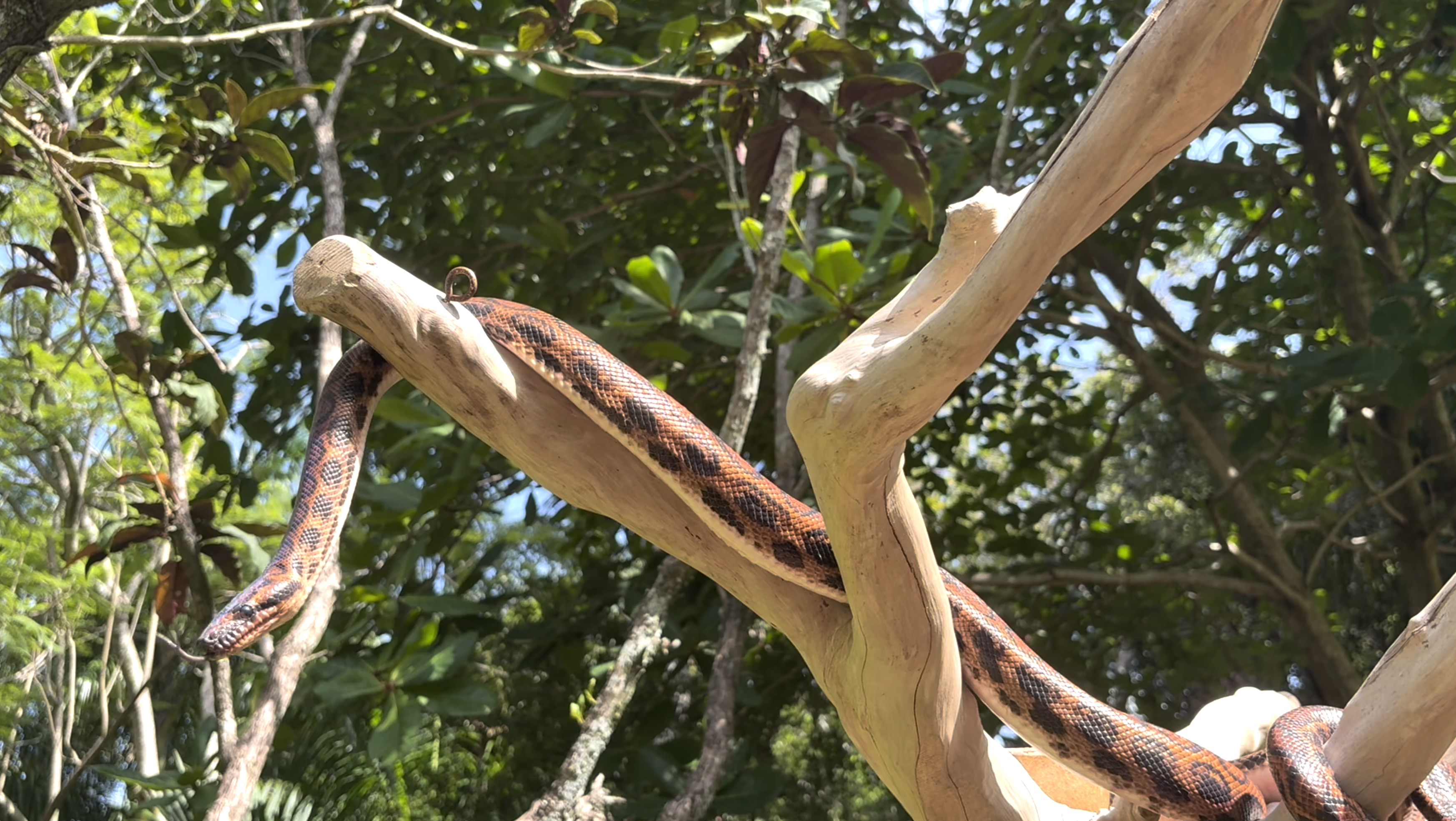 Rainbow boa at the Palm Beach Zoo