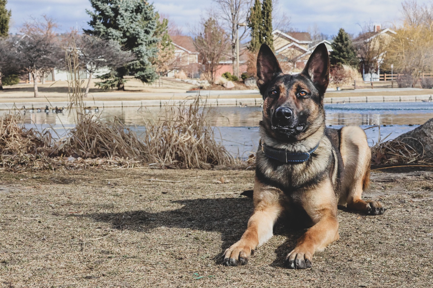 K9 Koa