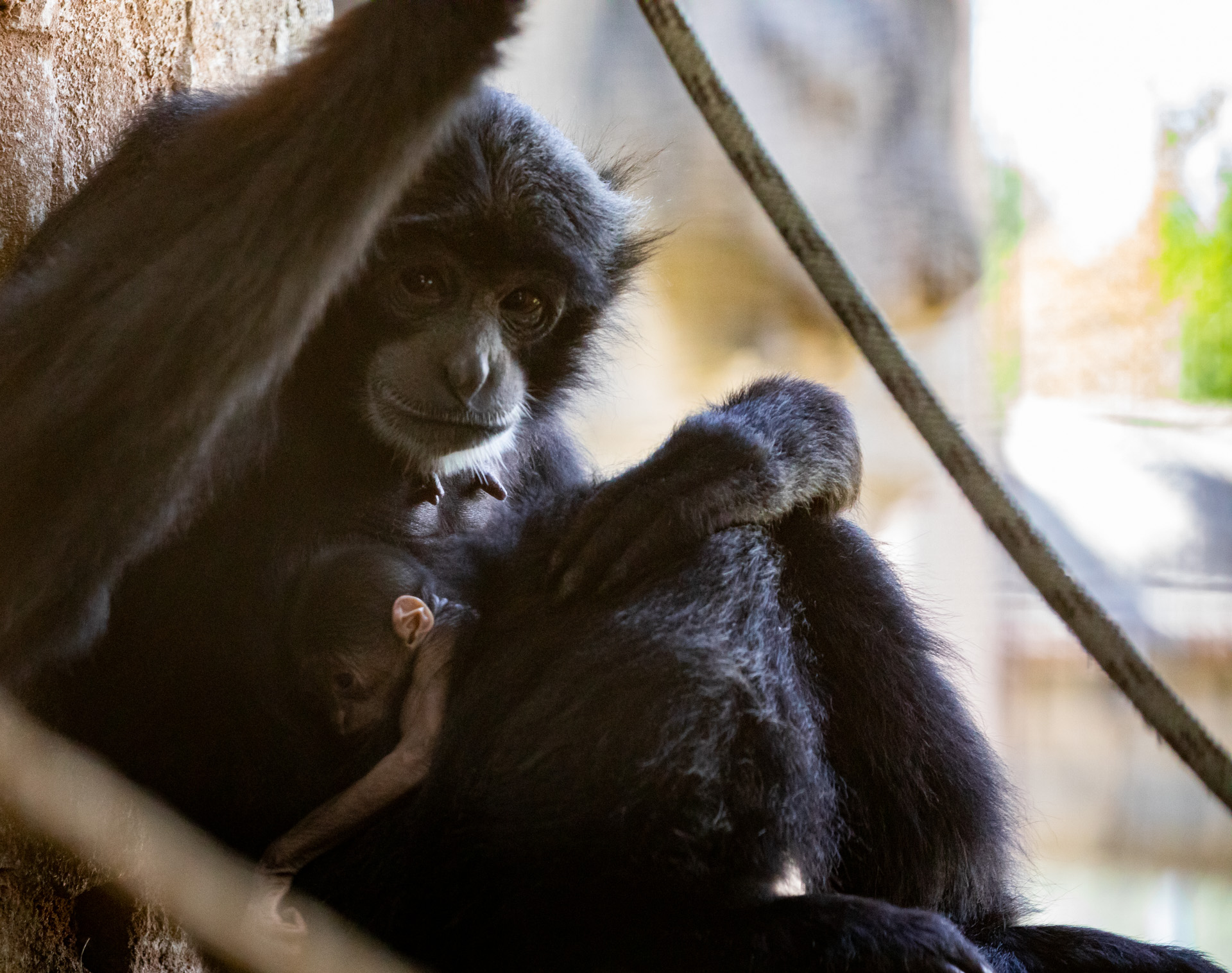 New baby Siamang at Tulsa Zoo