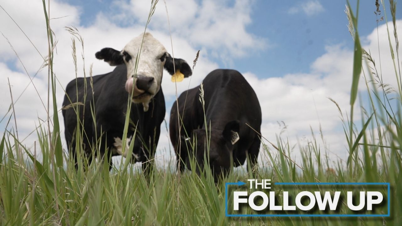 LOUISVILLE CATTLE GRAZING THE FOLLOW UP