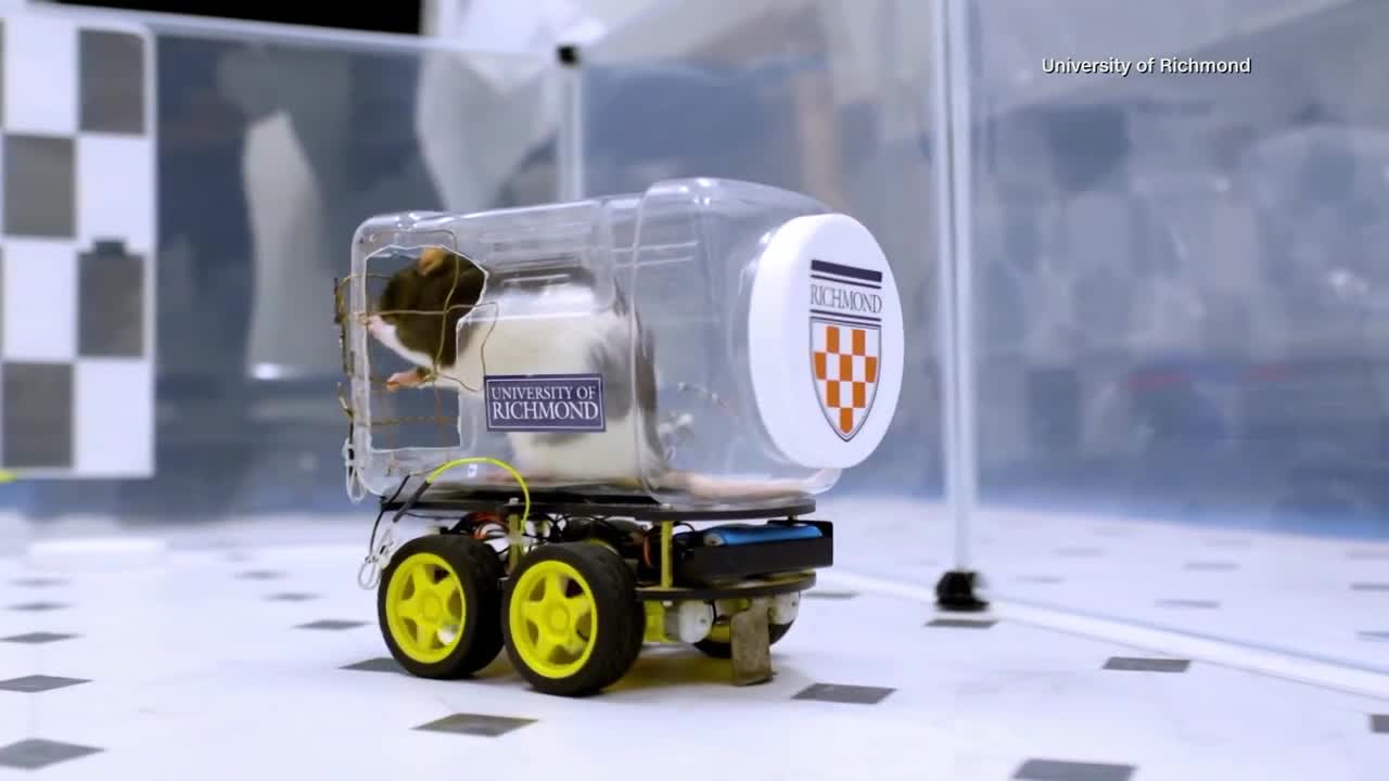 Driving rats in Richmond