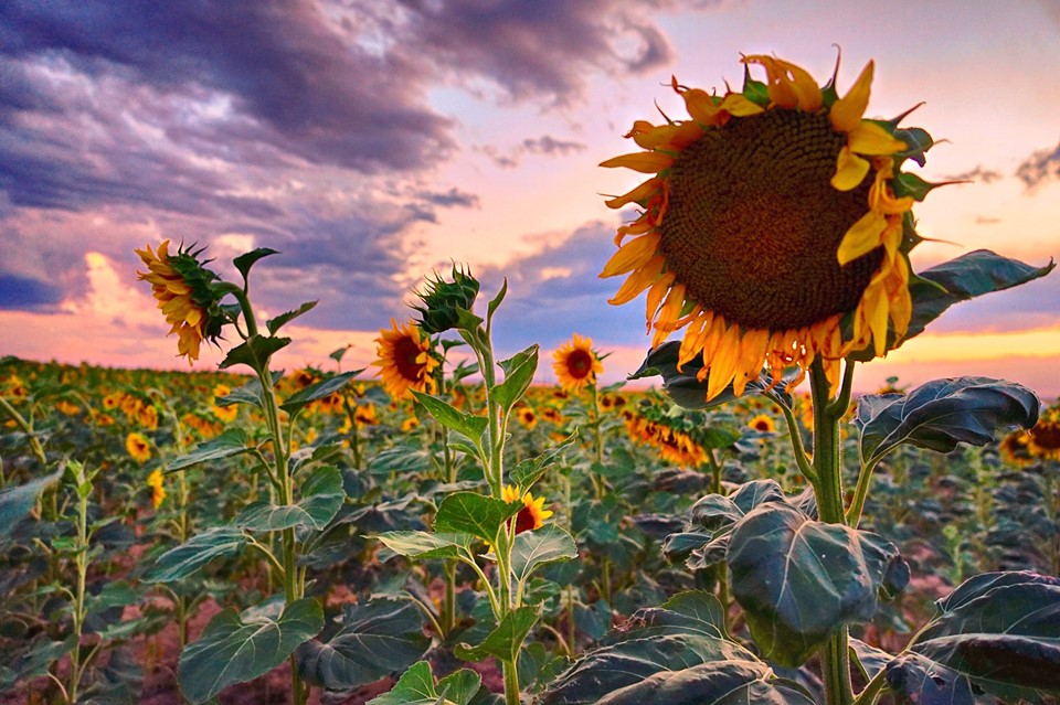 jeff howe sunflowers.jpg