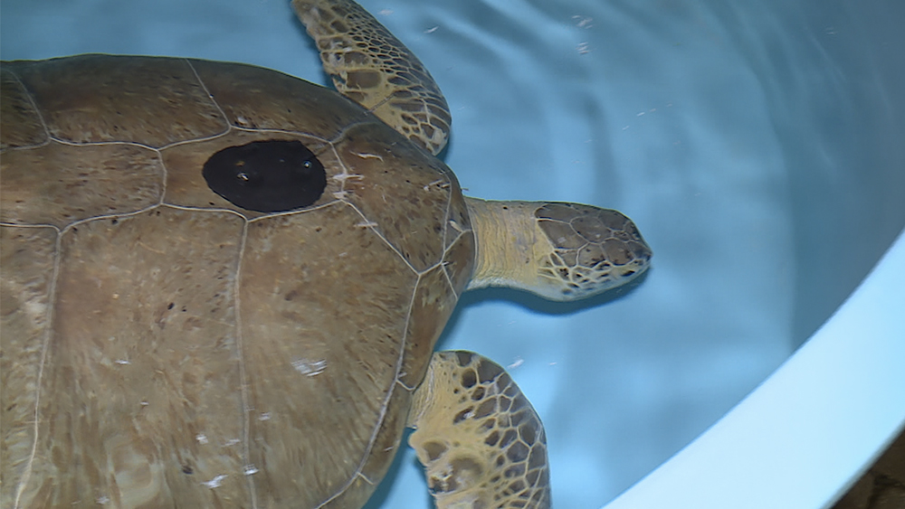 WPTV-LOGGERHEAD-MARINELIFE-CENTER-TURTLE.jpg