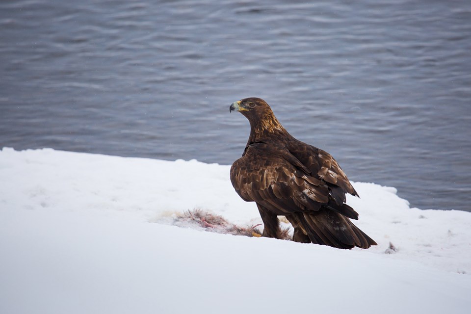 geagle.jpeg