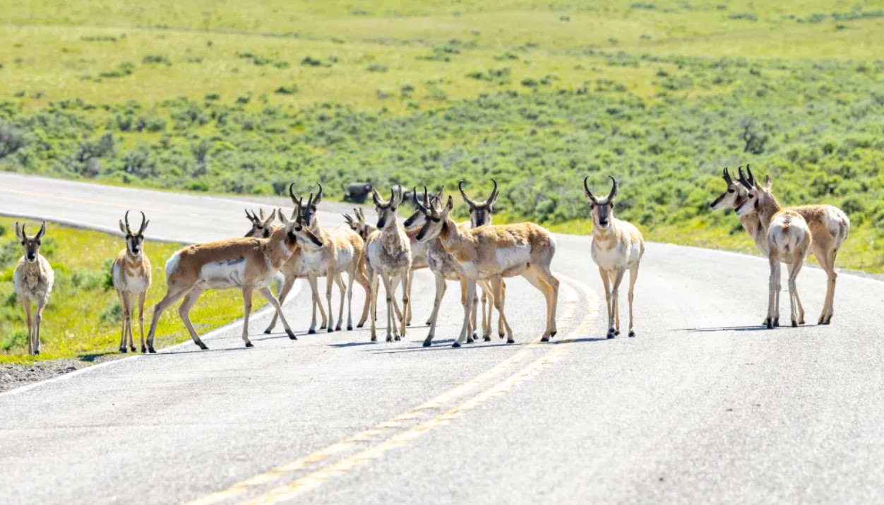 thiway.jpg