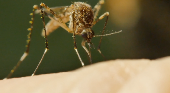 Mosquito