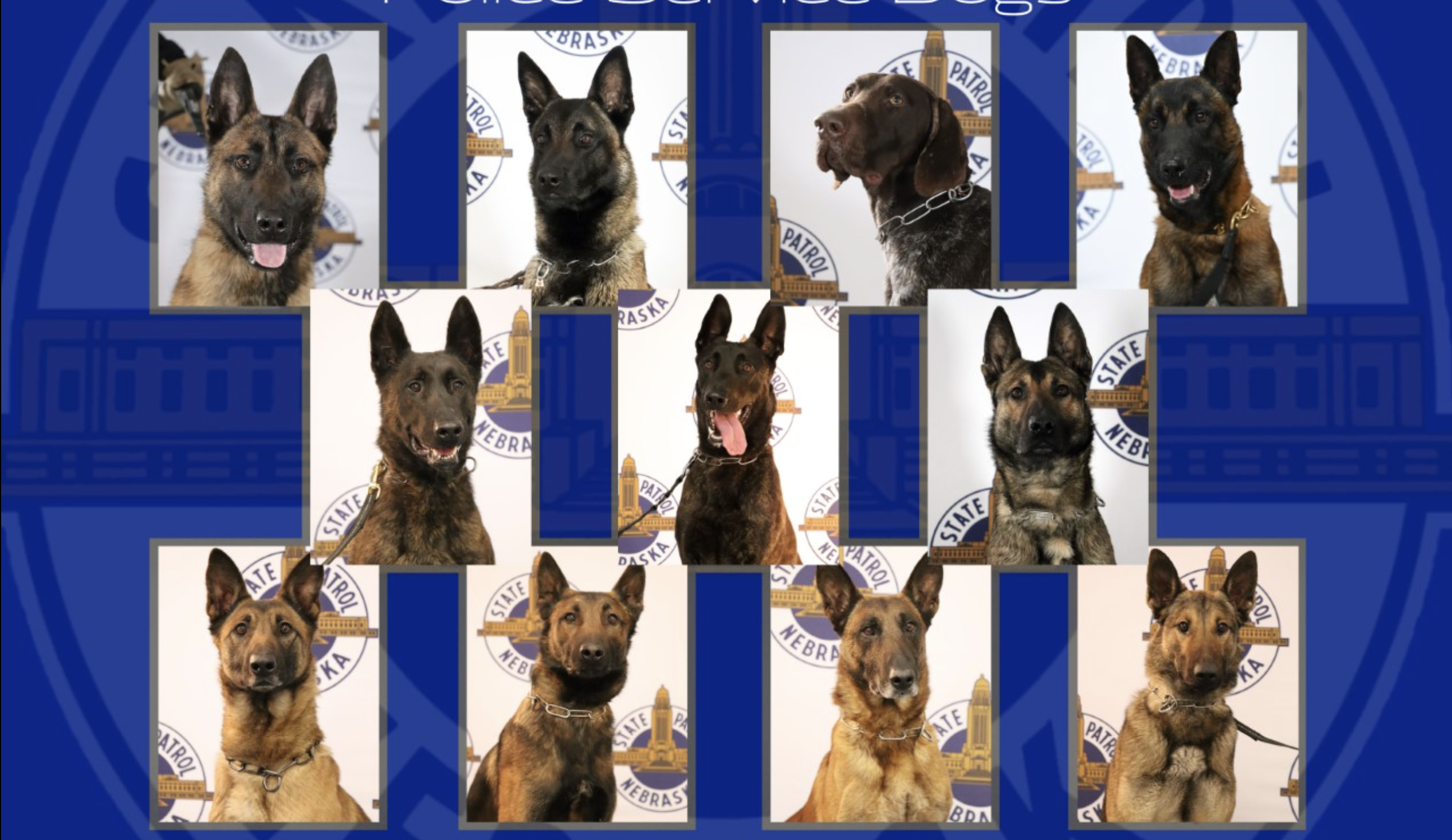 DOGGOS