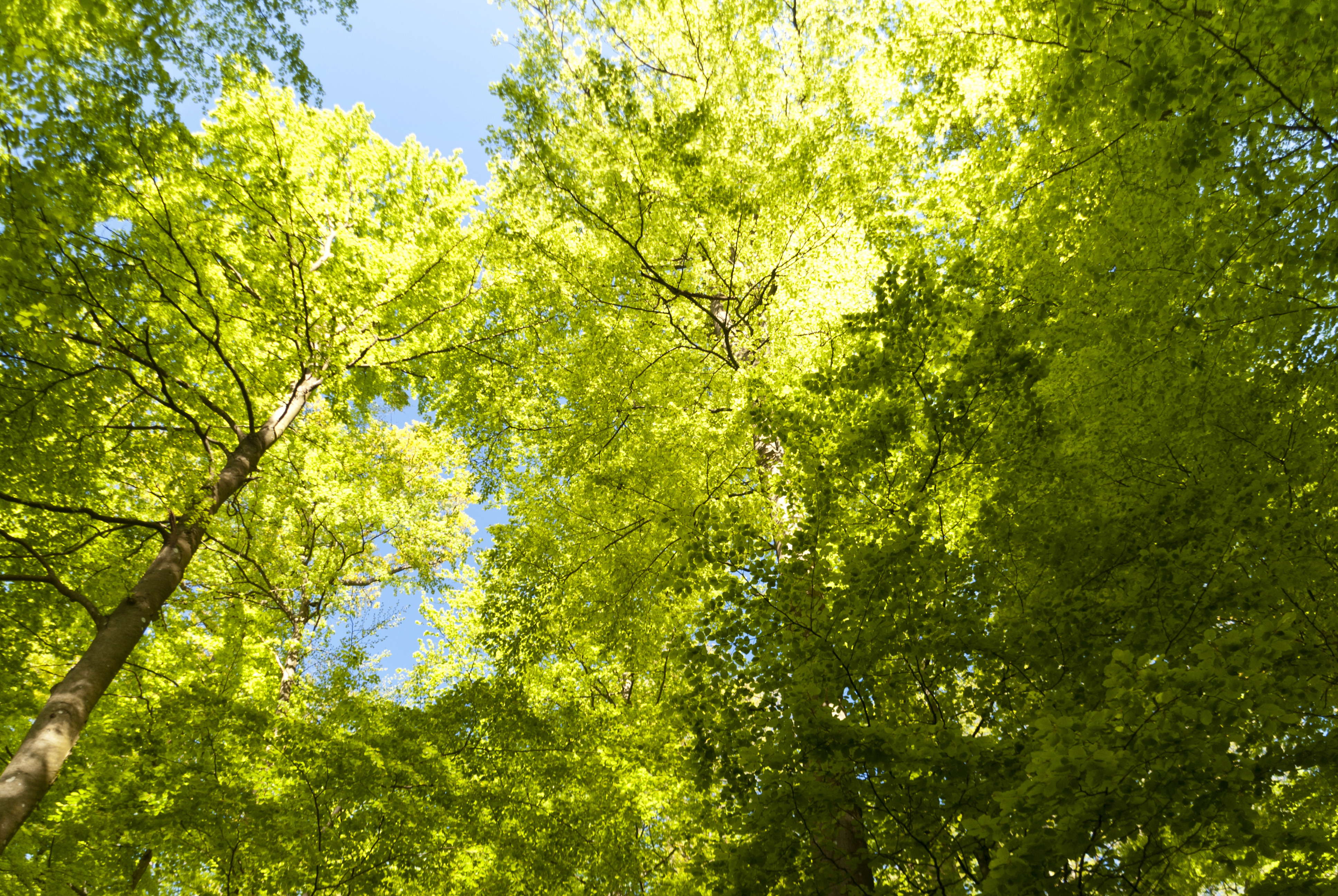 Beech Trees in the Eifel