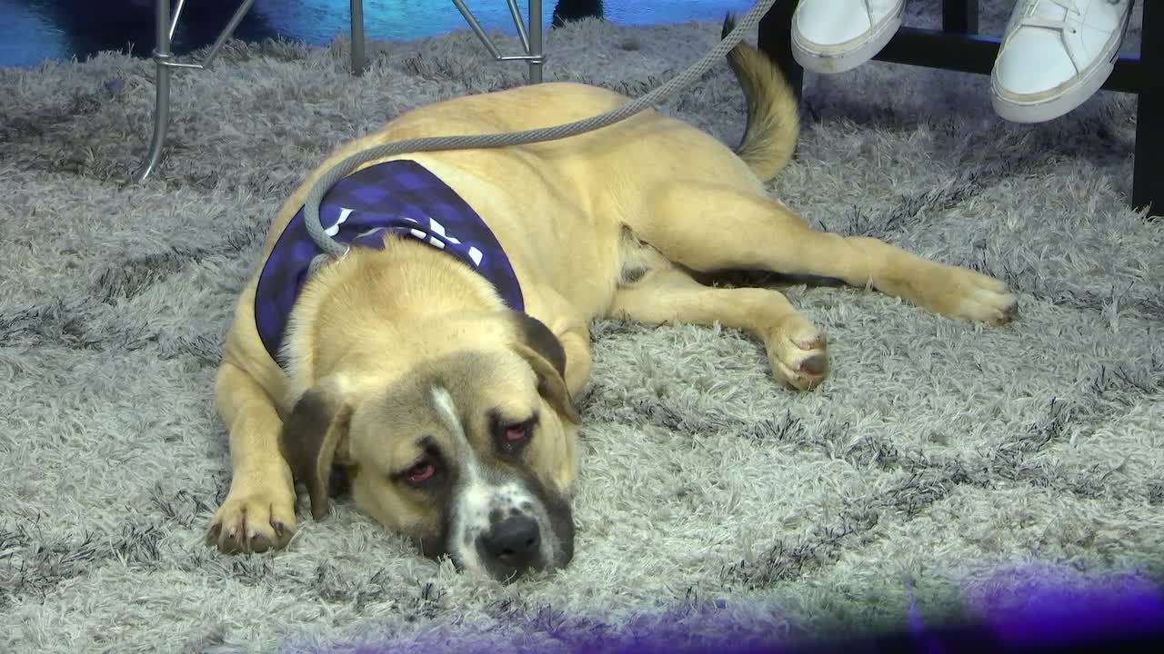 Dalen The Dog