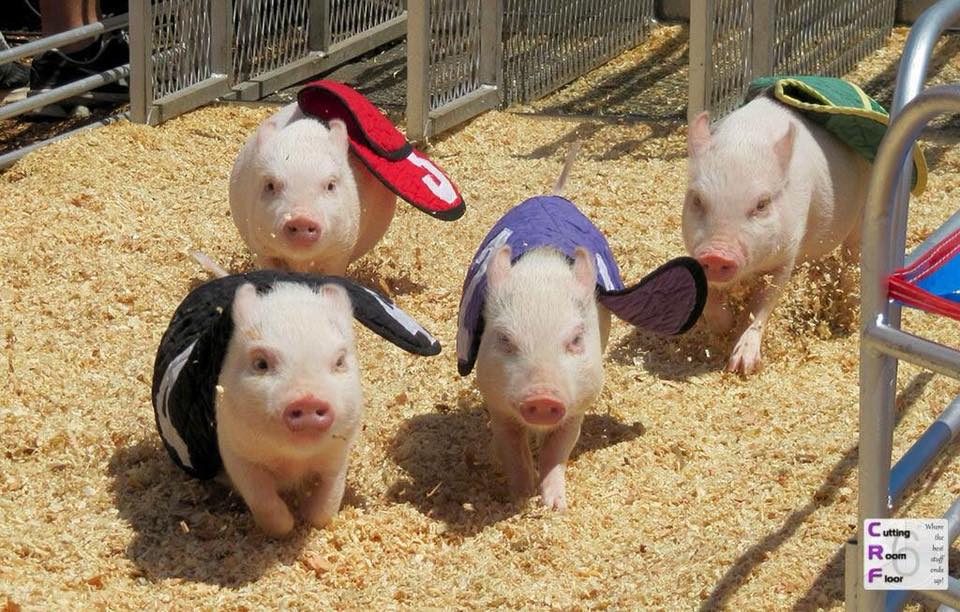 pig racing 1.jpg