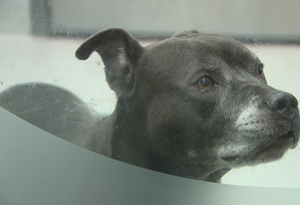 Dumb Friends League.jpg