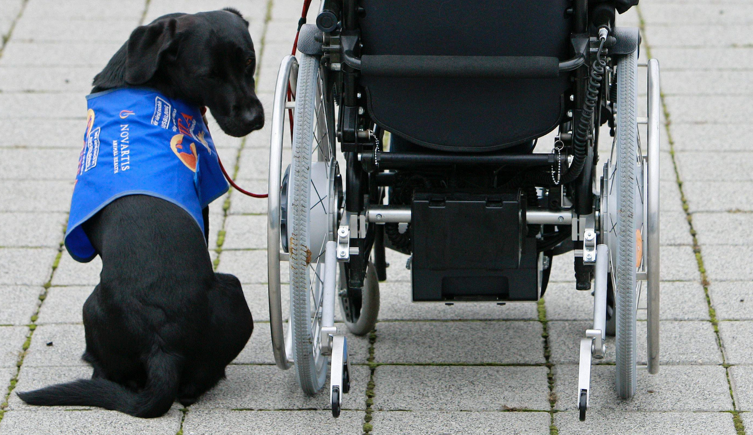 Service dog support dog AP