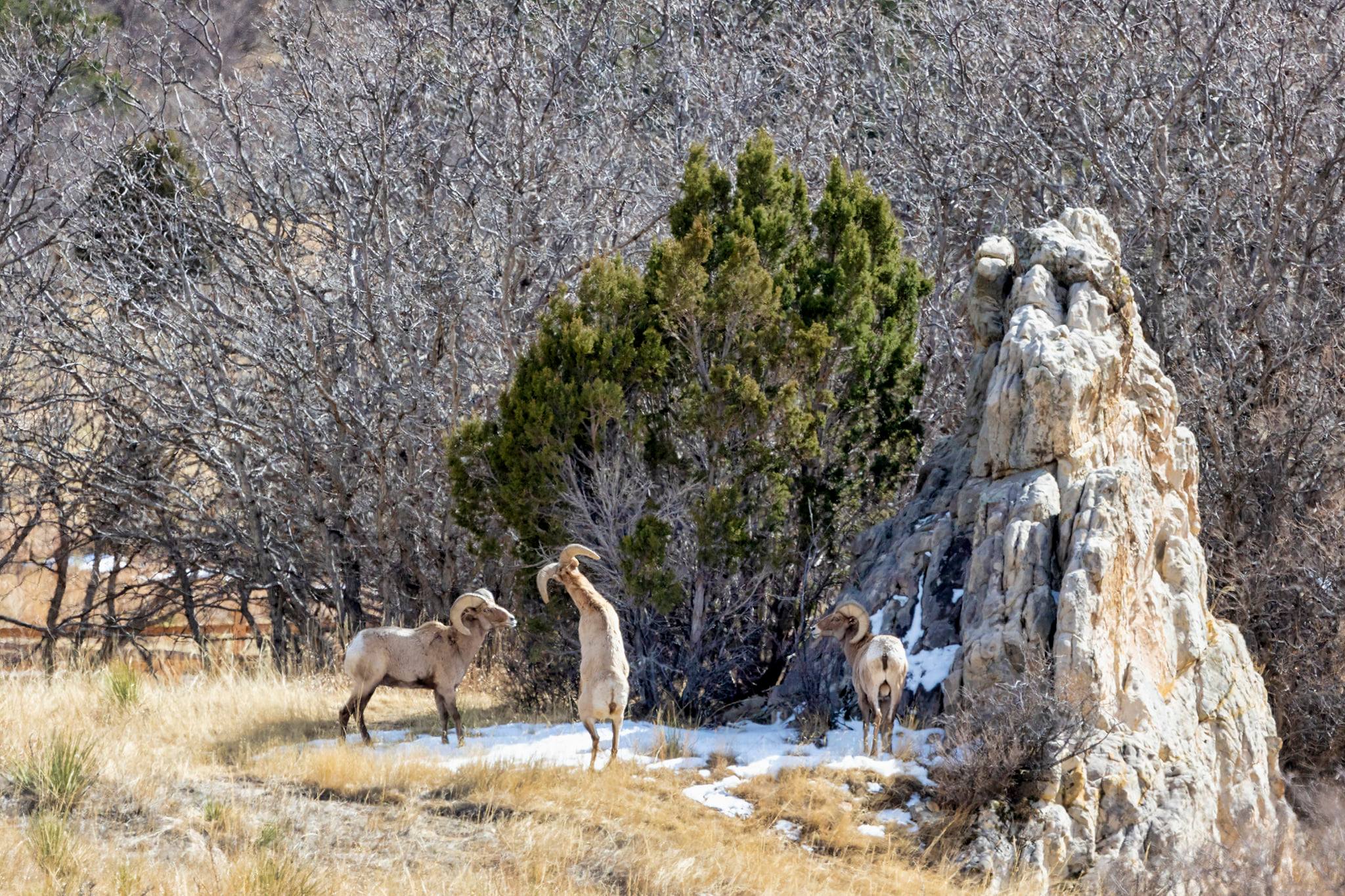 Garden of the Gods Big Horn Sheep