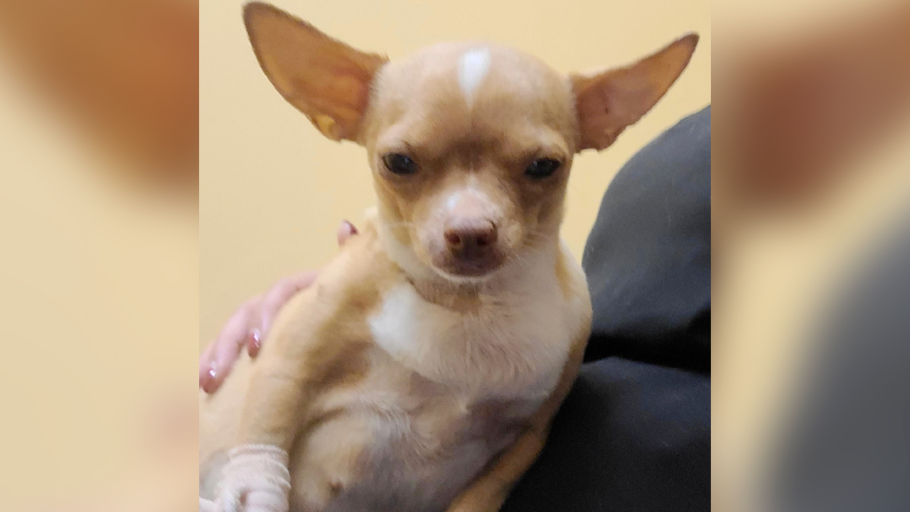 A 61-year-old Florida man posed as a veterinarian and performed surgery on a pregnant 6-year-old Chihuahua named Sugar that later died, according to the Collier County Sheriff's Office.