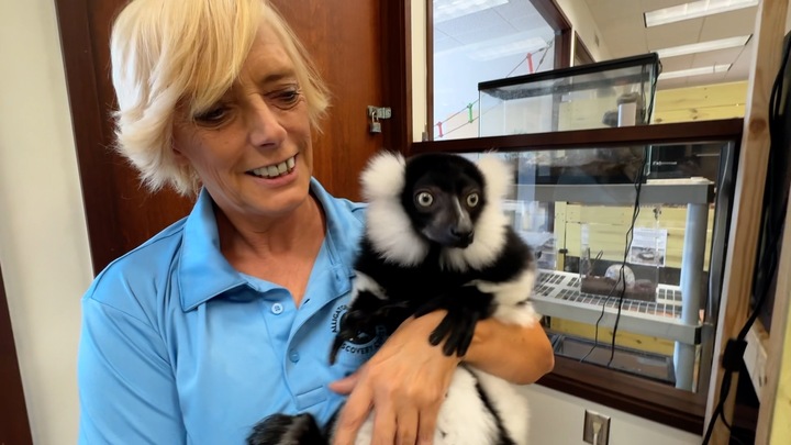 Alligator and Wildlife Discovery Center hopes for permanent home after fire