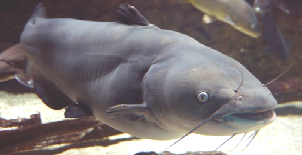 Blue catfish is a major invasive fish in the Chesapeake Bay