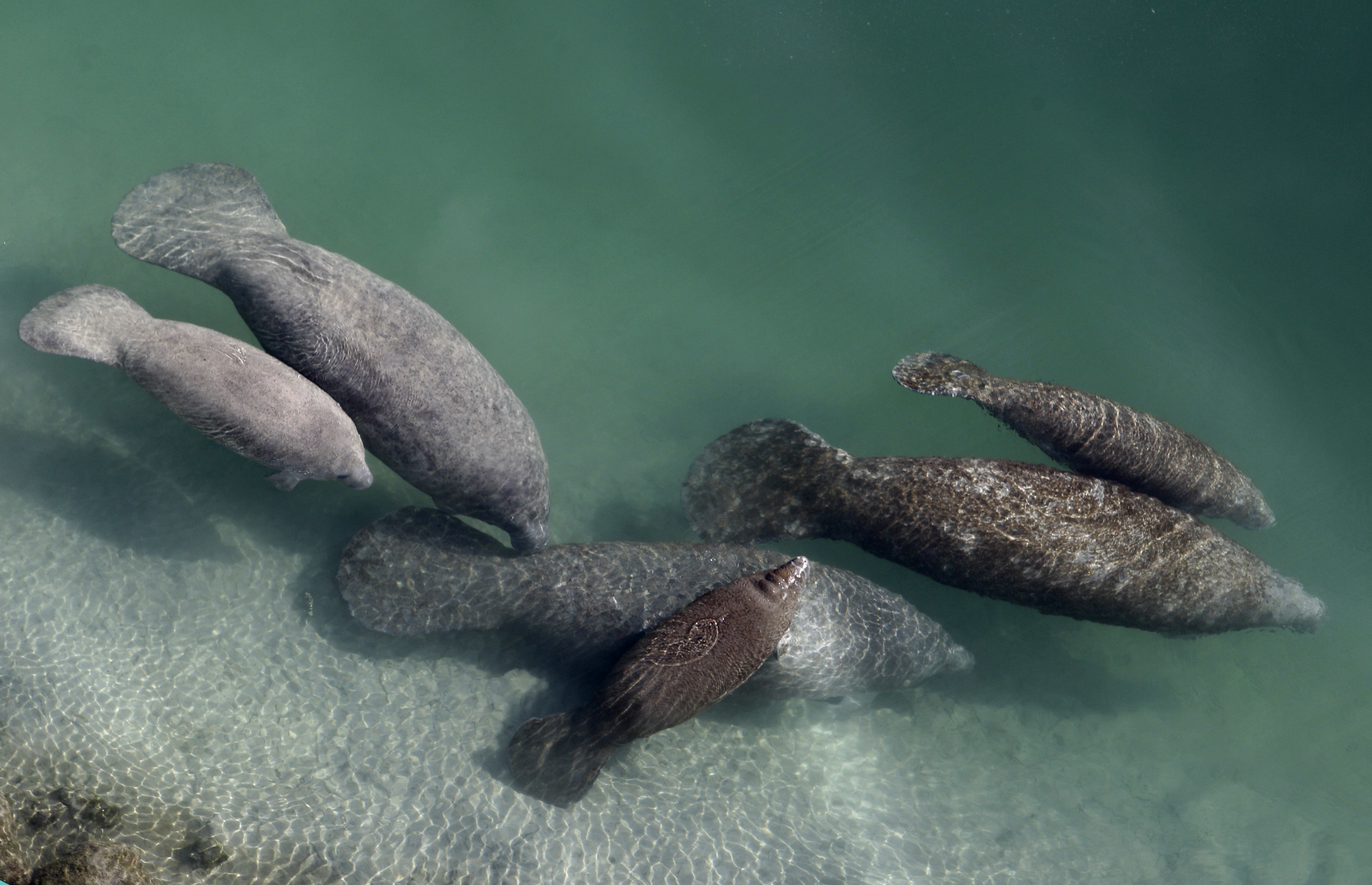 manatee
